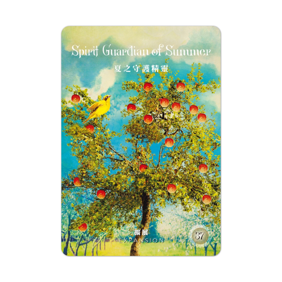 神聖森林神諭卡䌓體中文版