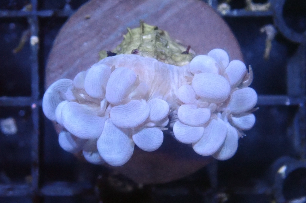 BU1 白波子（大約2. 吋）