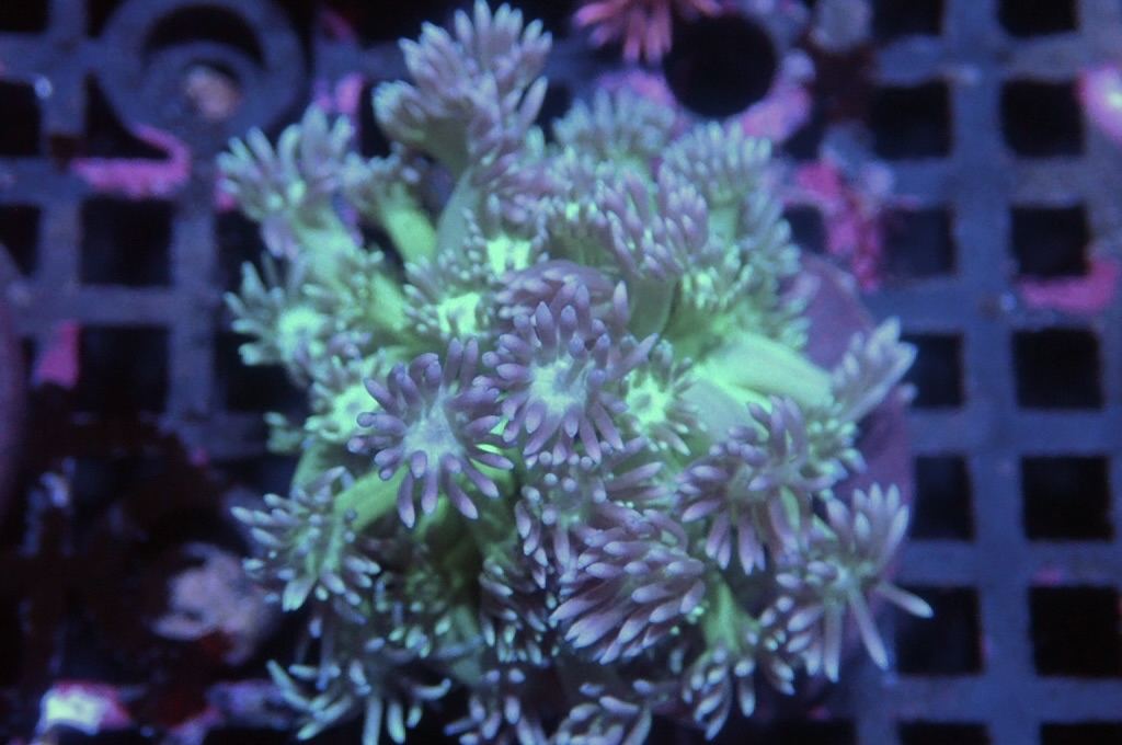 MG11 寶石花仔（frag座3.5cm)