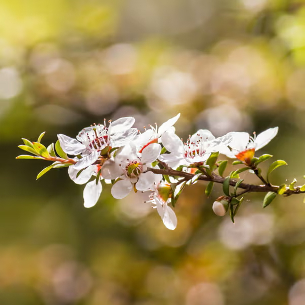 [Naturally Thinking] 麥盧卡花水 Manuka Honey Floral Water（250 ml）