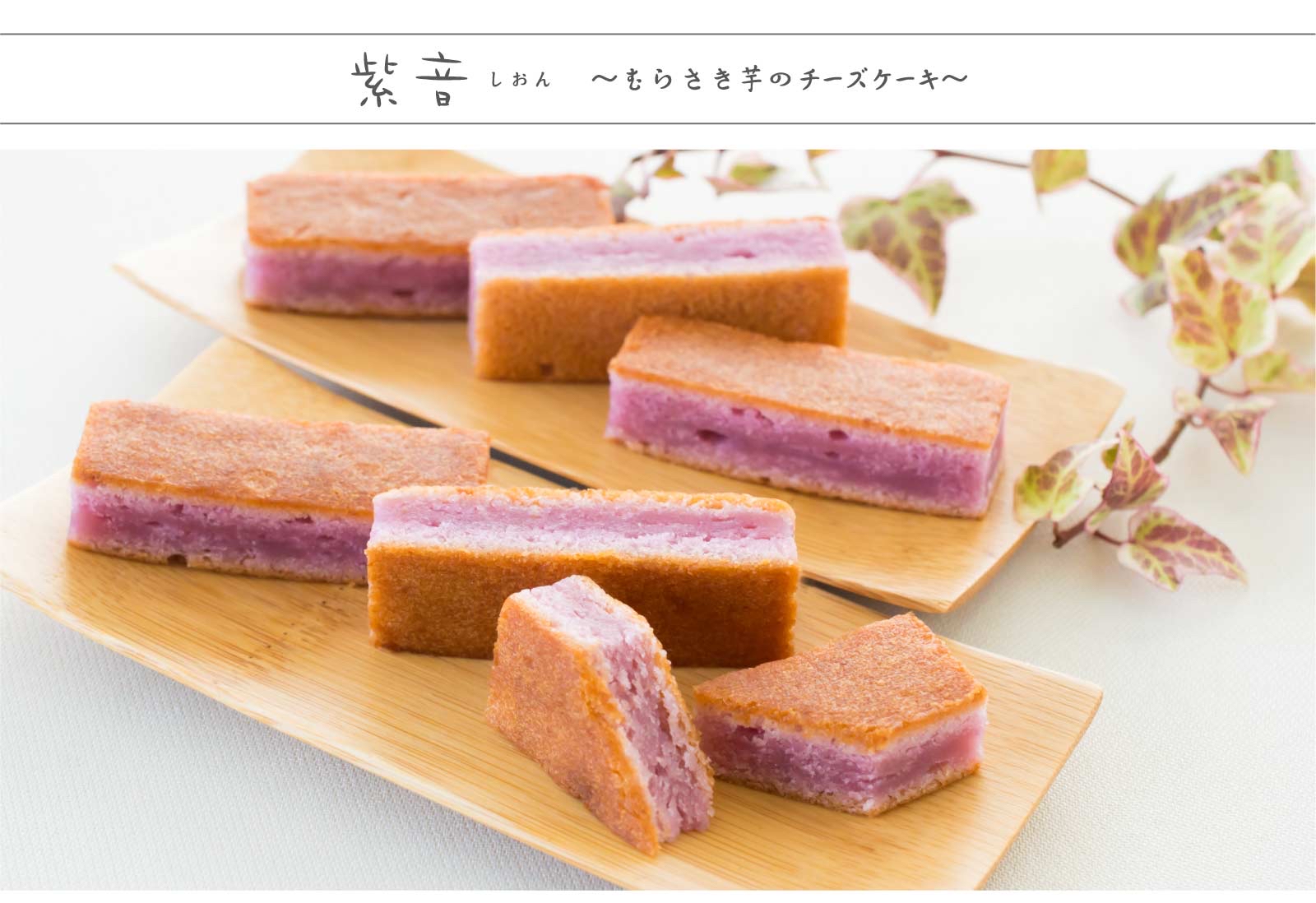 日本直送 熊本銀齋庵紫苑5入/10入