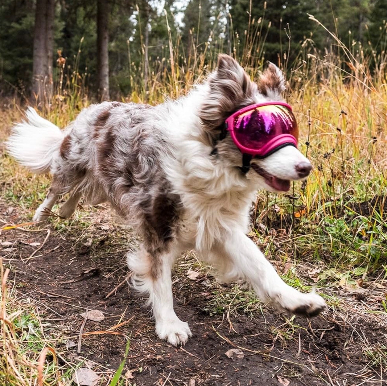 美國 REX SPECS V2 犬用護目鏡