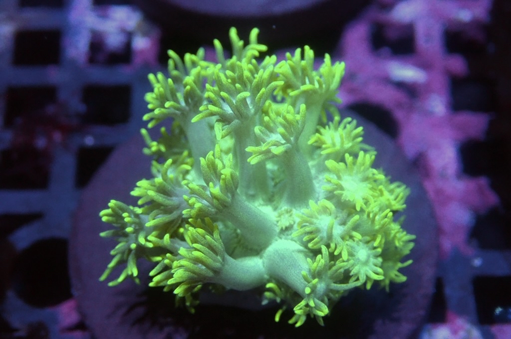 MG23 寶石花仔（frag座3.5cm)