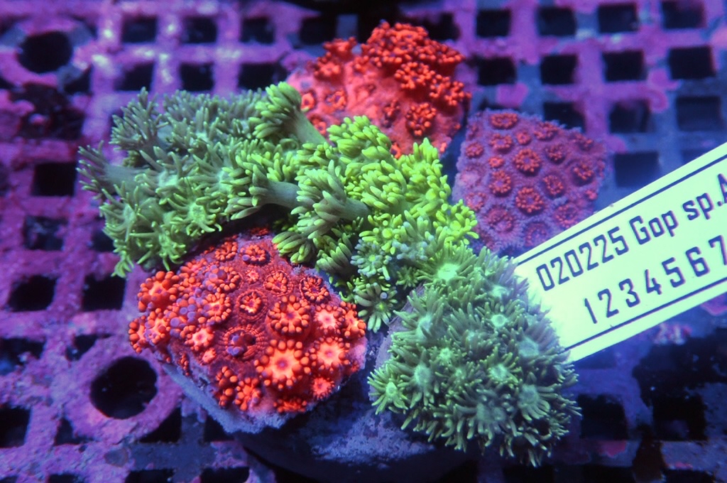 Garden 2 寶石花拼盤（約2.5-3吋）