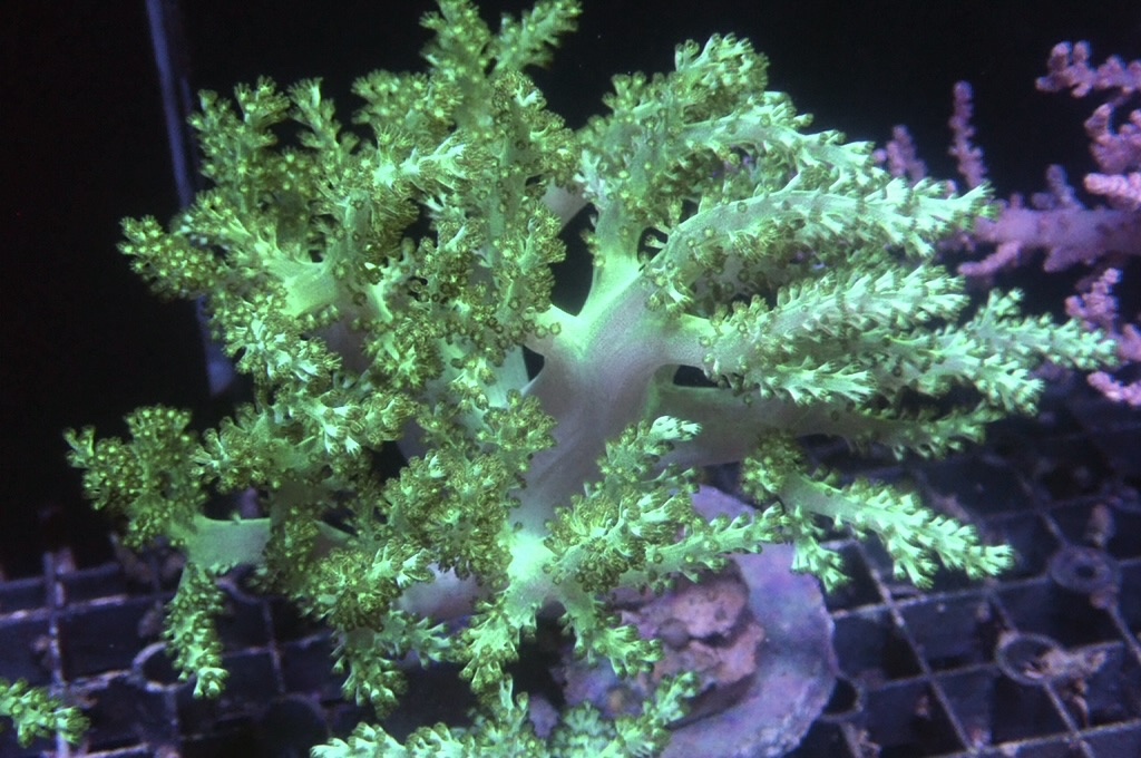 Tree 7 綠樹（開大約5吋高）