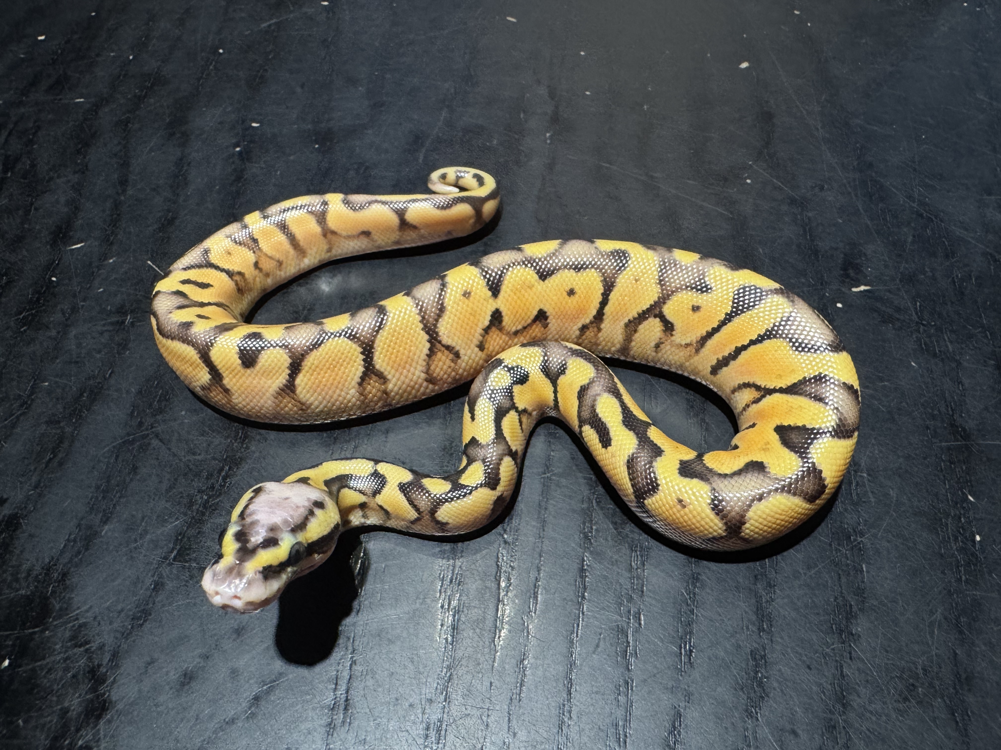 26 Super Pastel Enchi Yellow Belly poss Fire 1.0