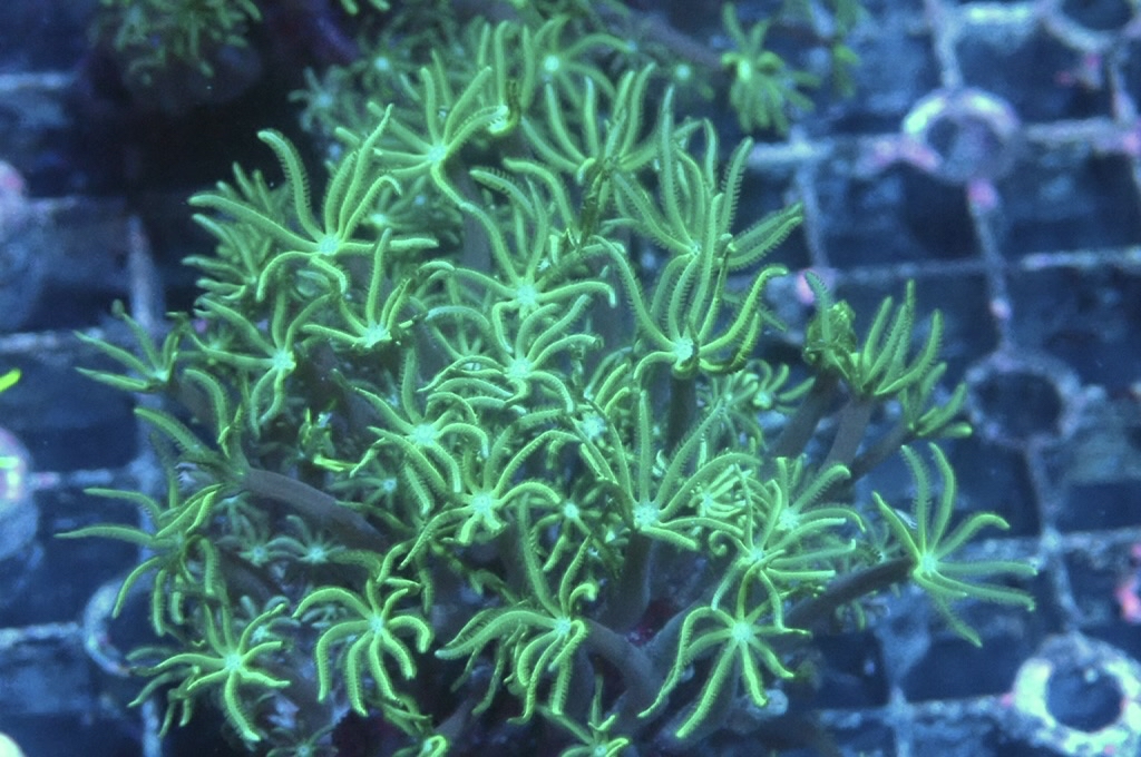 TH5 笙珊瑚（紅珊瑚星花）（開大約2.吋）