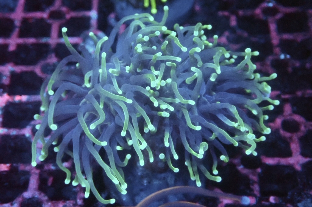 T11 火柴（開大約3吋）