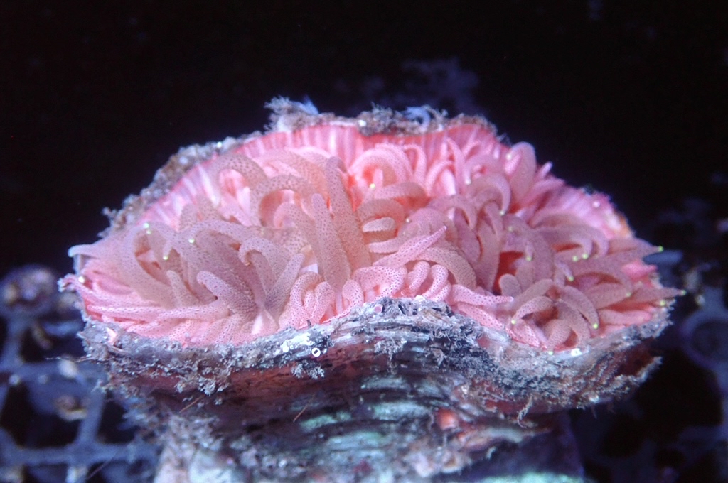 Mouth 2 大口仔（開大約2.5吋）