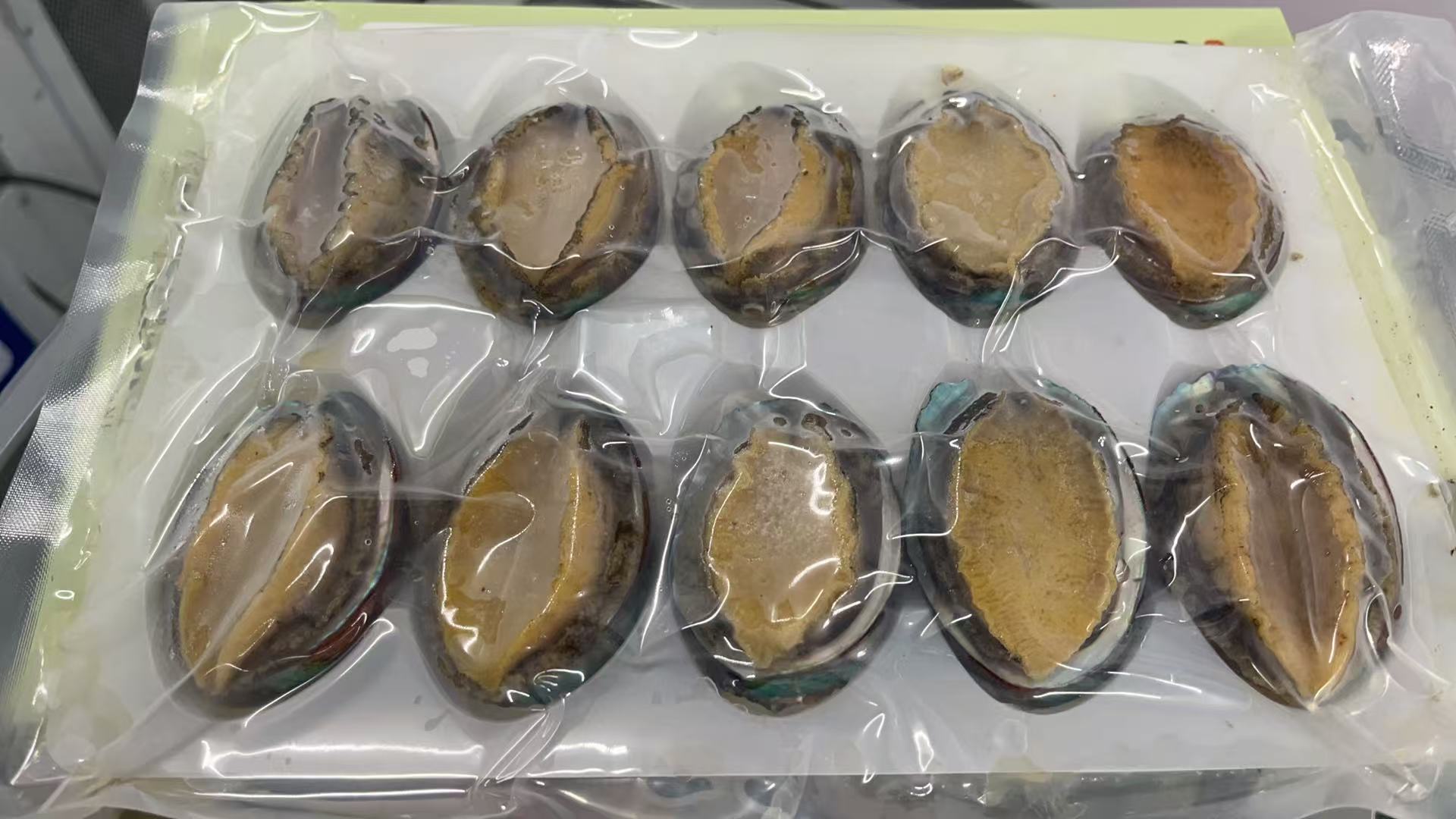 原殼鮑魚10隻裝