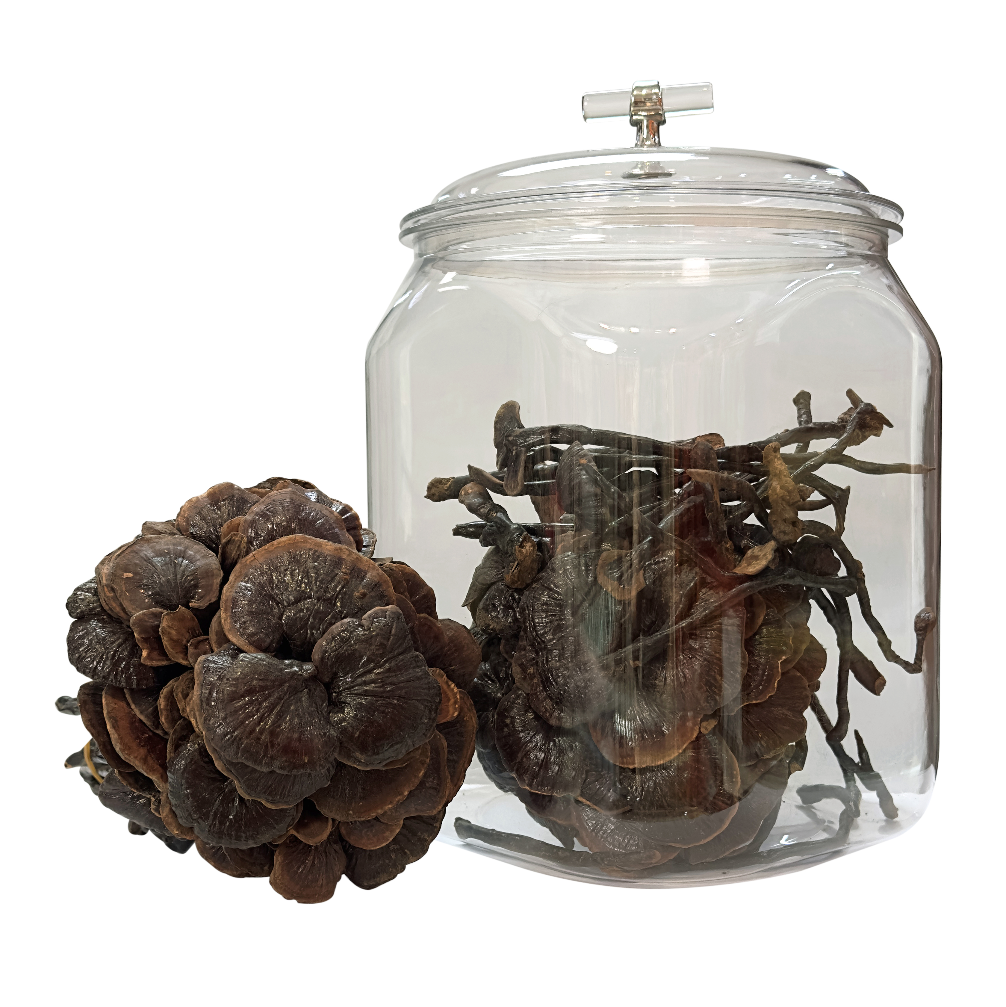 野生竹靈芝(約500g)