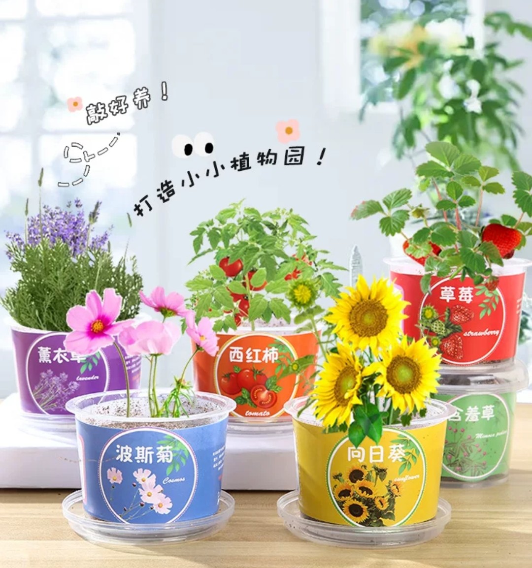 STEM科學實驗材料包- 種植觀察小盆栽 (G742) 🚛 送貨方式請選(4)        