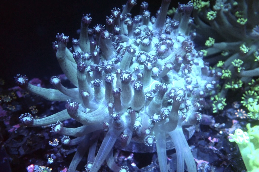 GF4 大寶石花 （開大約5.5吋）