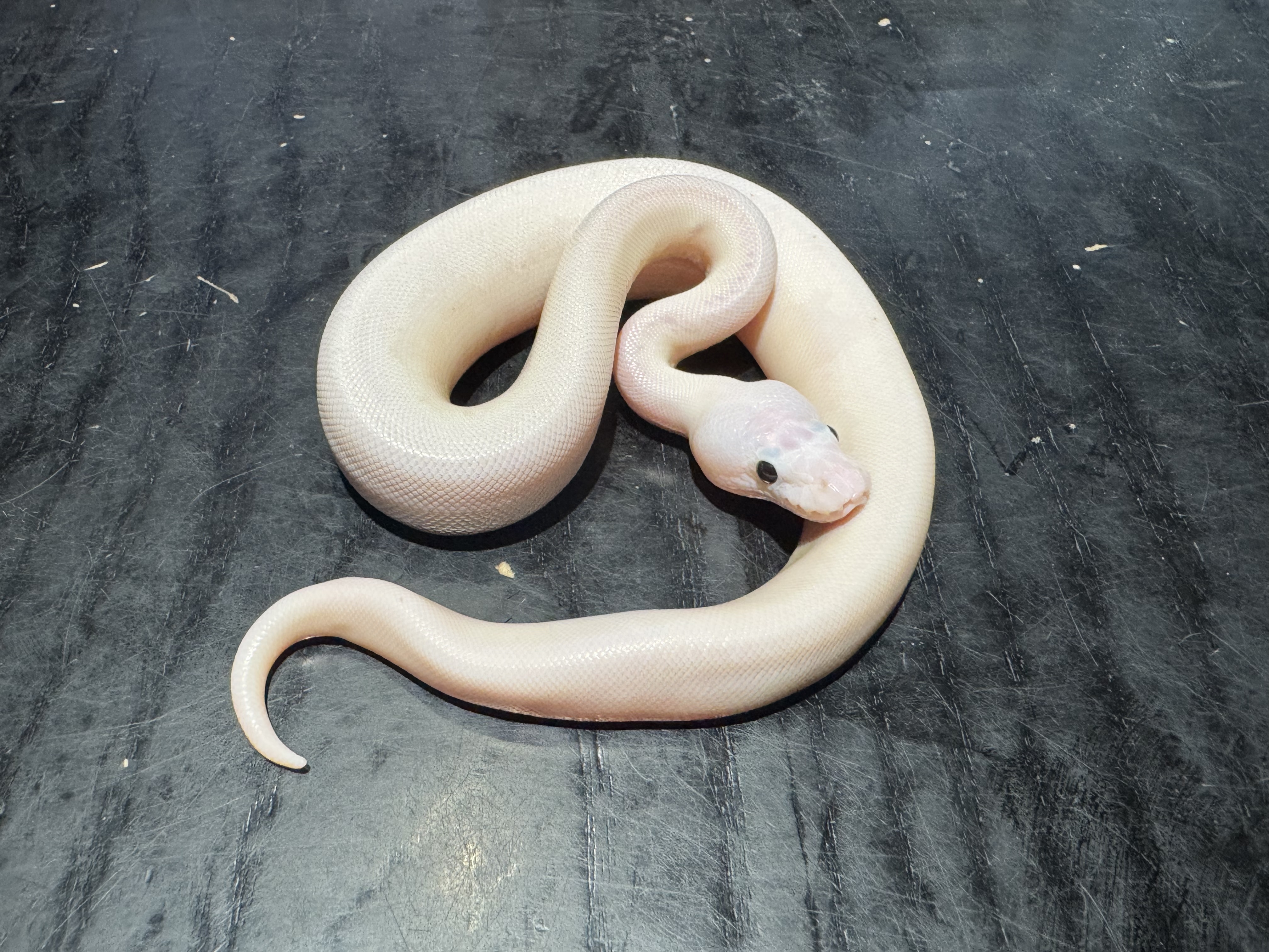 26 Lucy「Super Fire  Or/& Super Butter 」 poss Pastel Leopard  Pinstripe 0.1