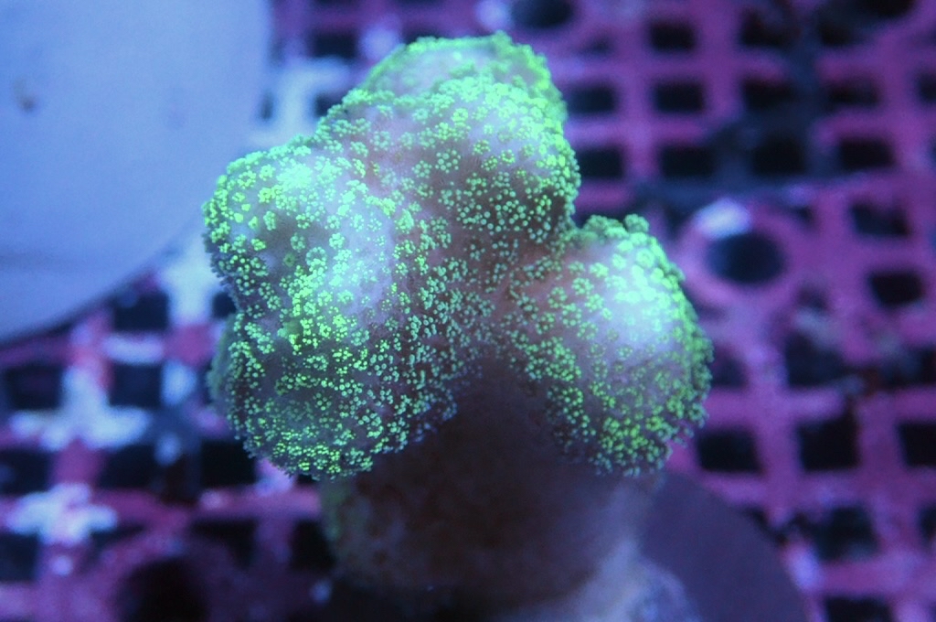 K10 螢光綠貓骨   （frag座3.5cm)