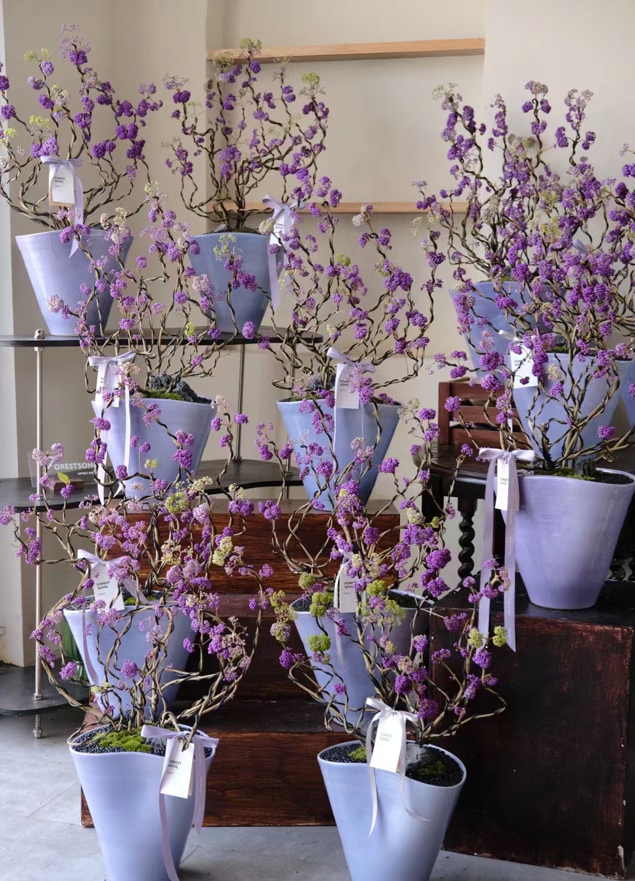 珍品紫珠盆景｜四季觀果｜風水生旺