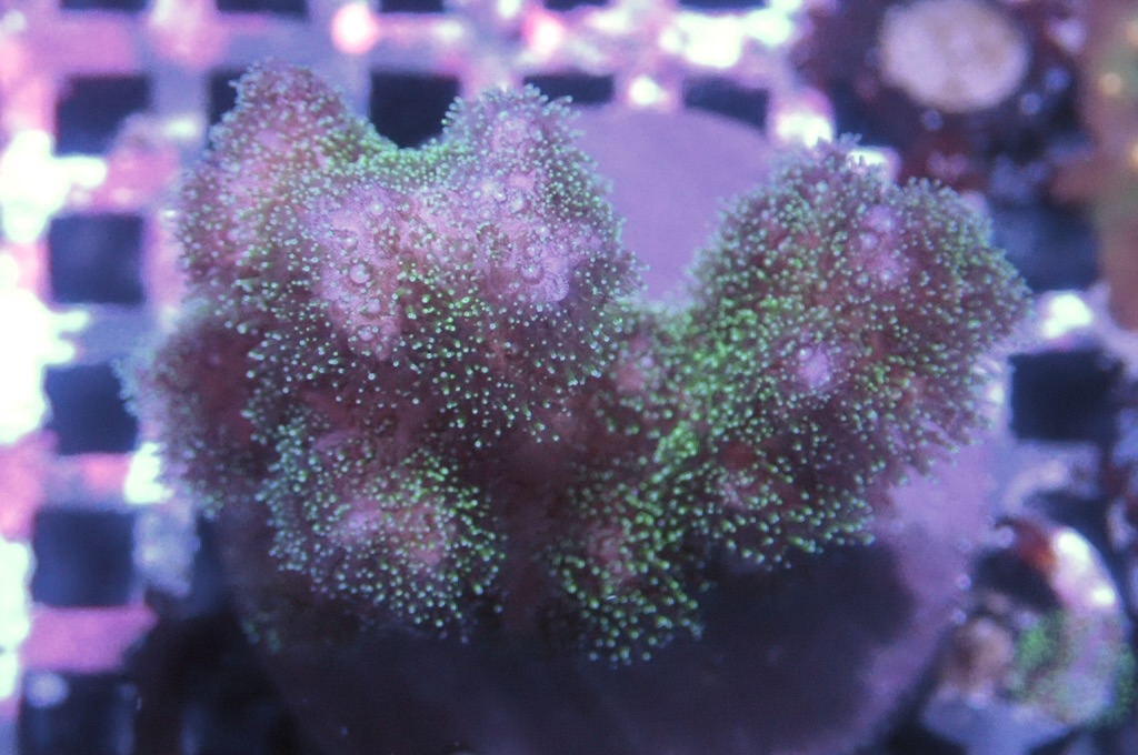 K2 光纖圖釘(frag座3.5cm)