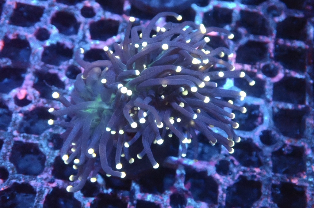 T3 金點綠心黑火柴（開大約2.5吋）