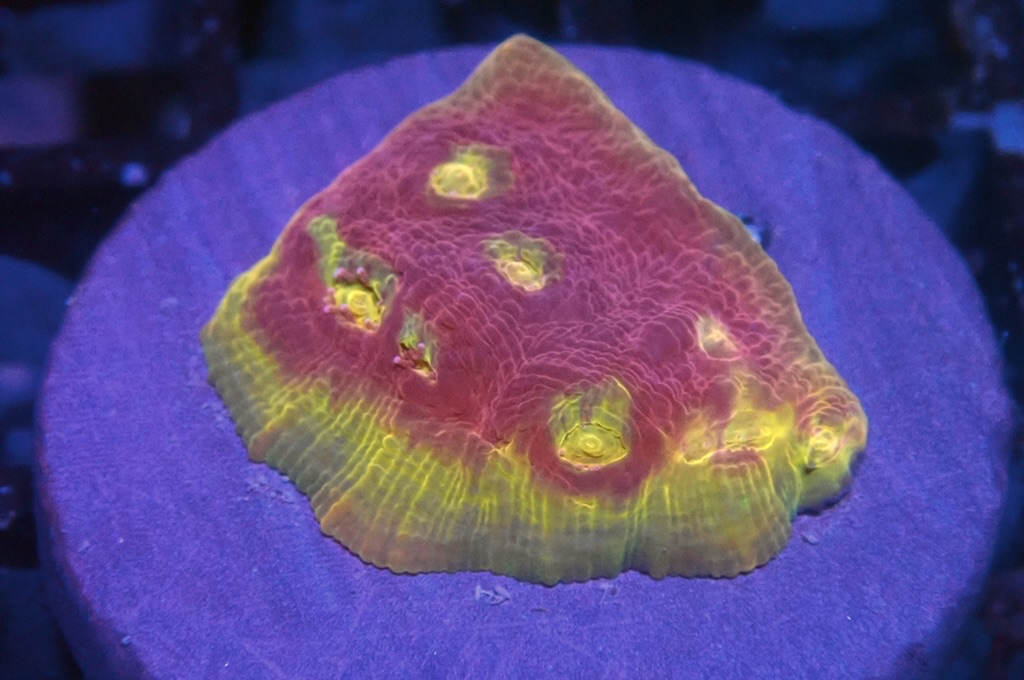 CH5 調色盤（frag座3.5cm)