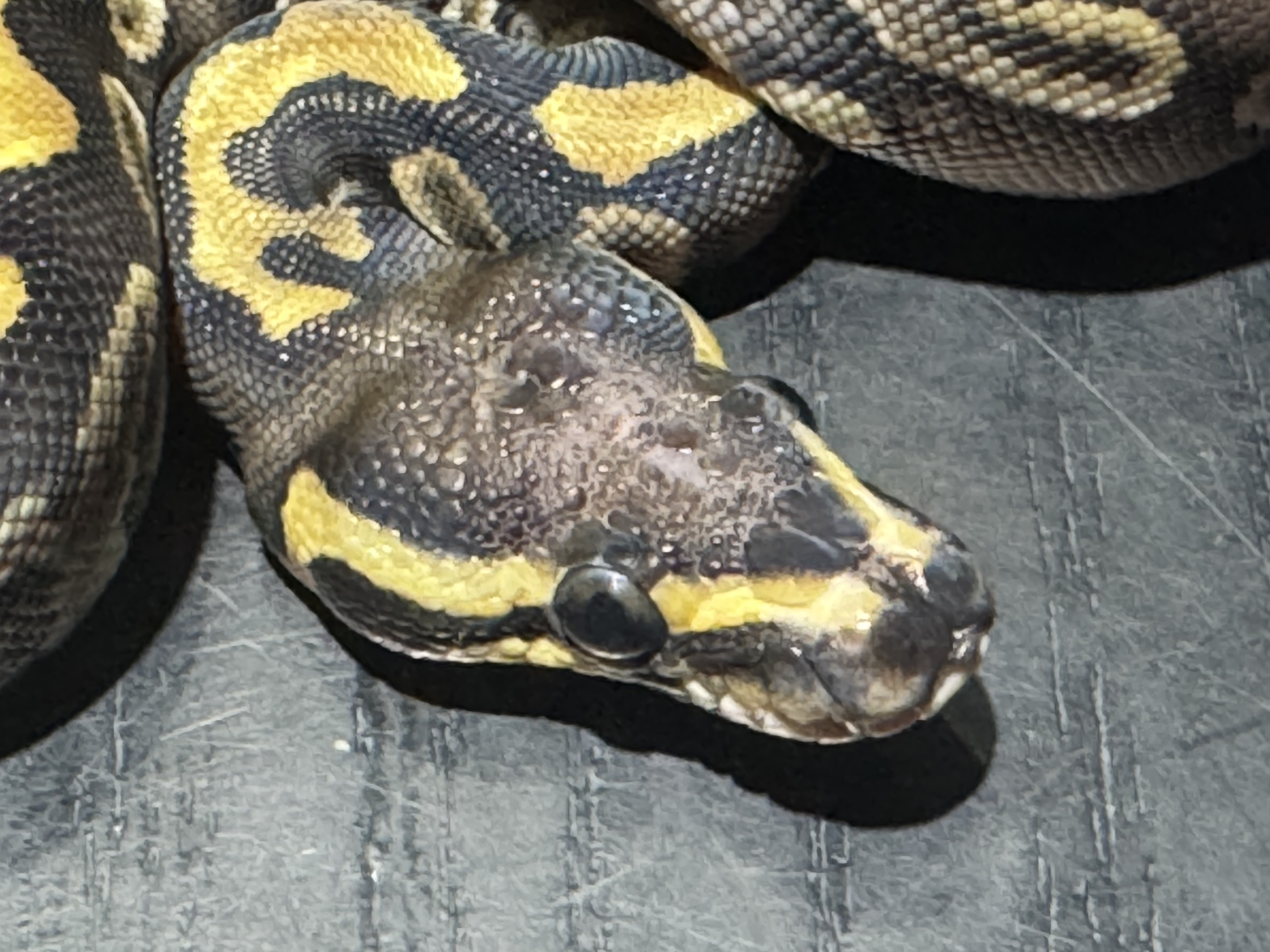 26 het Ghost Scaleless Head poss GHI 0.1