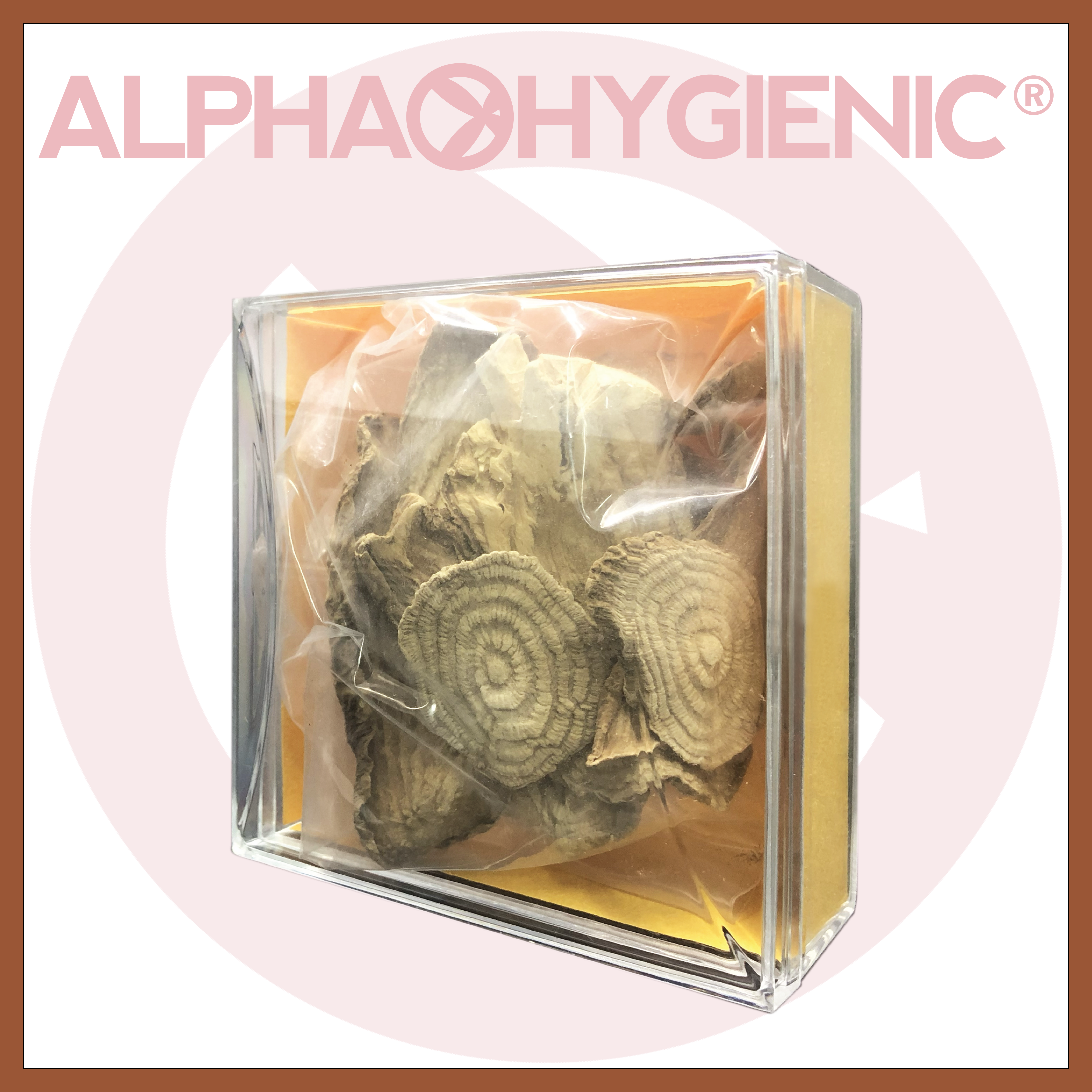 野生土人蔘(約50克)