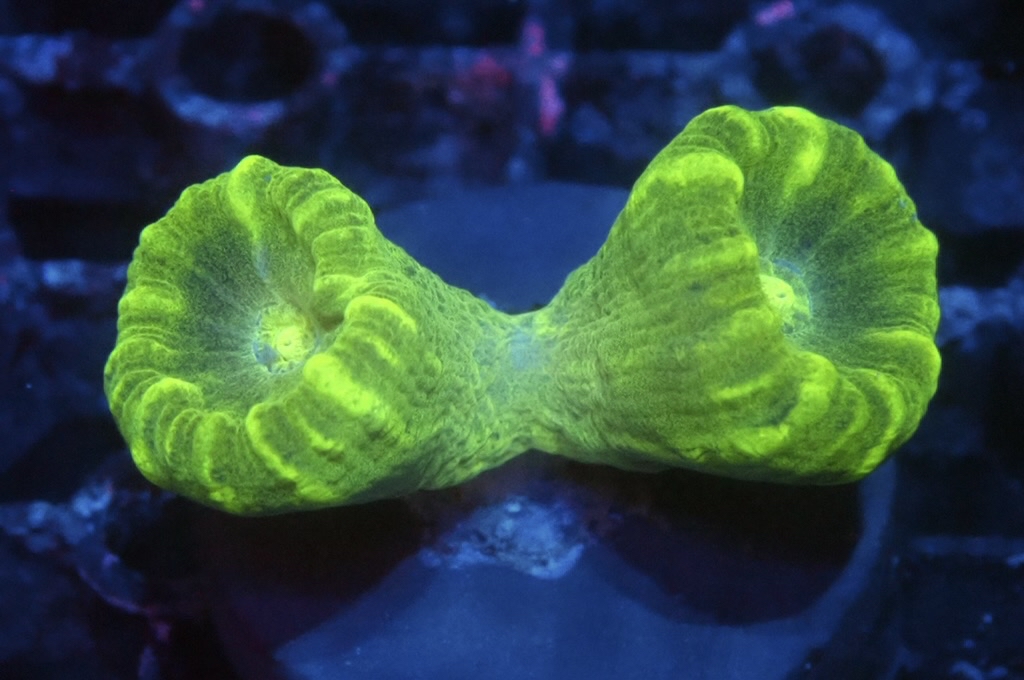 CC8 分支腦（frag座3.5cm)