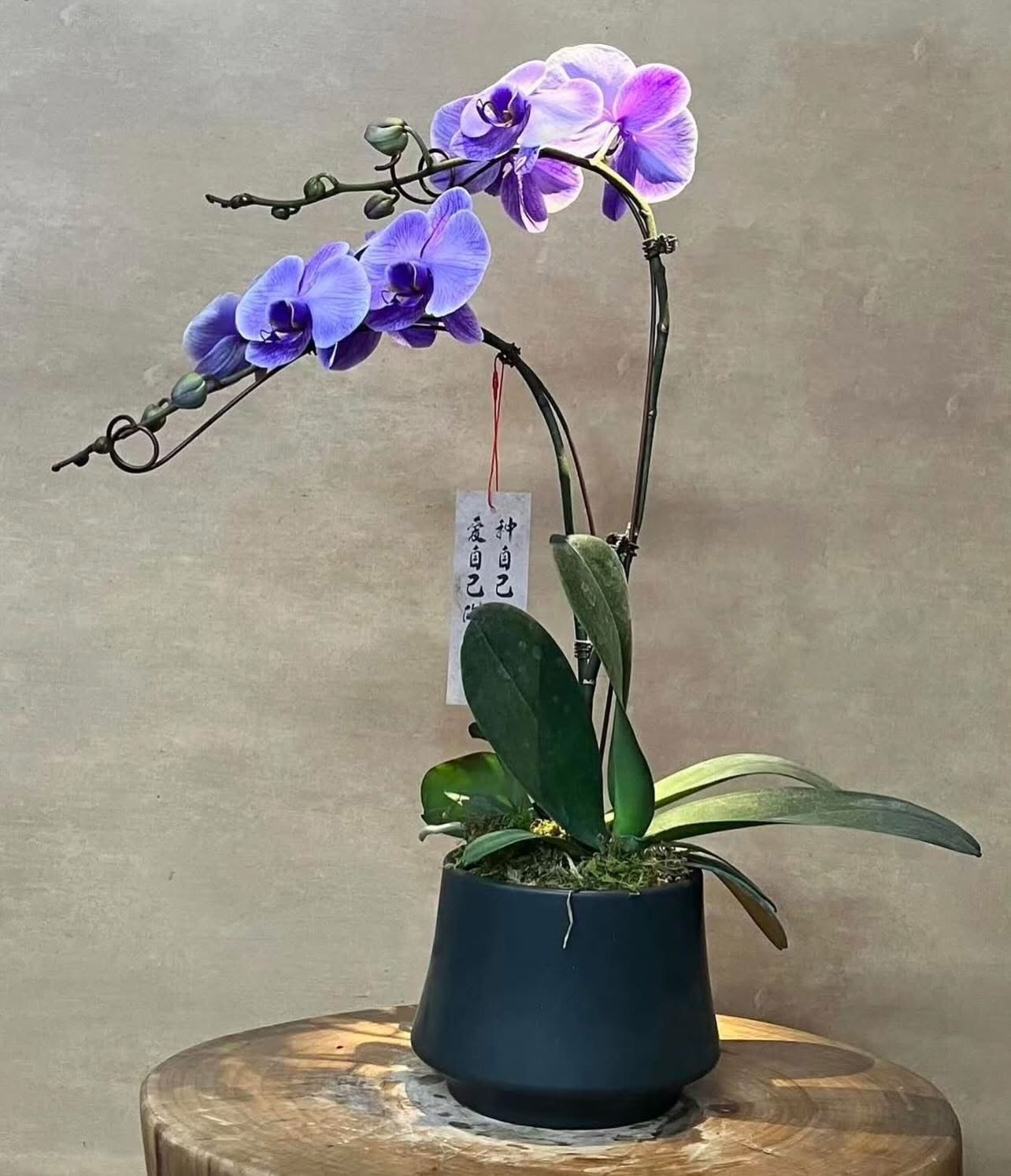蝴蝶蘭造景盆栽 - C款