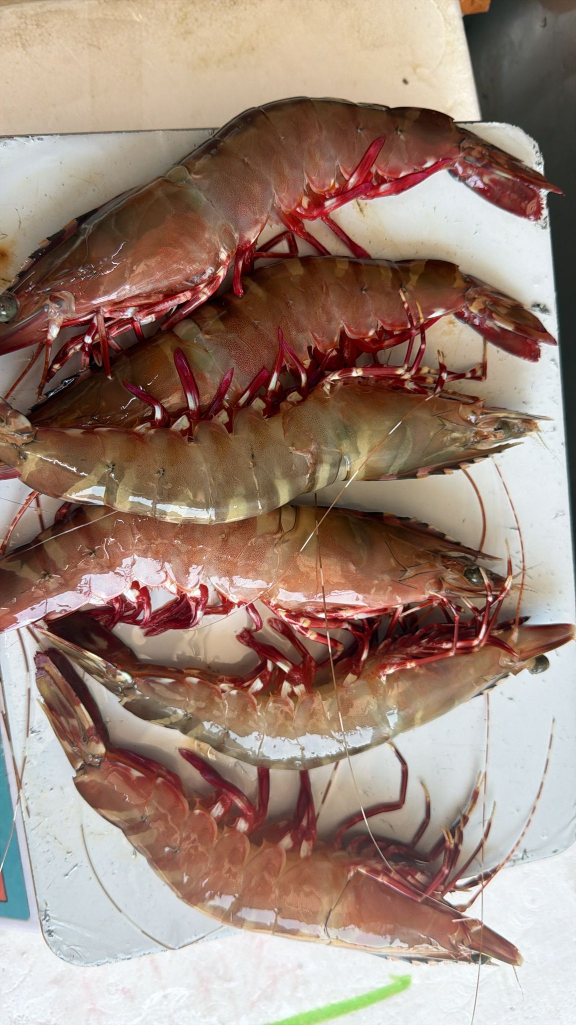 真空冰鮮大海紅竹蝦