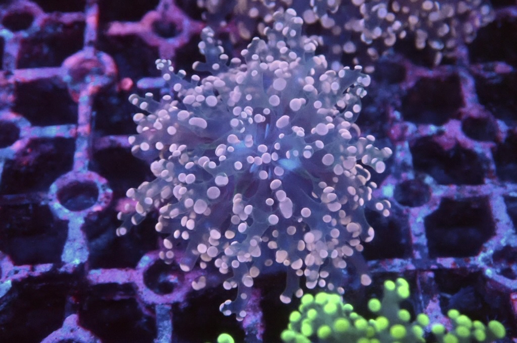 F5 啫喱（大約2吋）