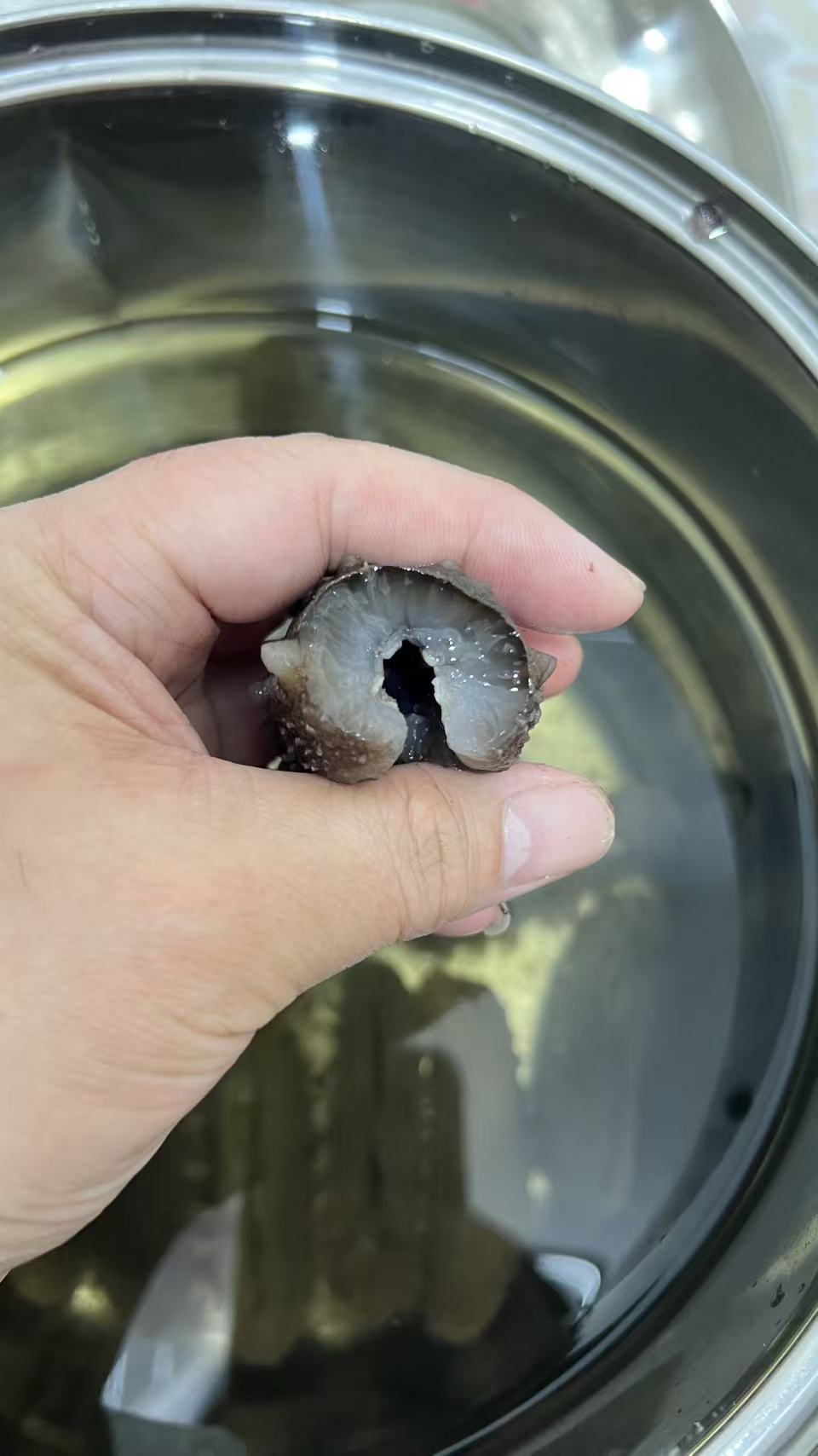 日本野生關西刺參200條size