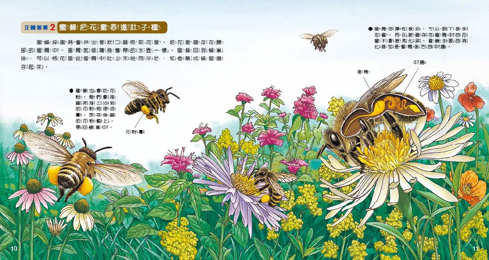小牛頓 WOW原來是這樣：動物身體