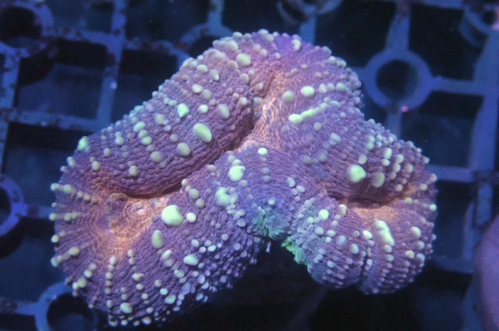 E7 分支骨針腦（開大約2吋）