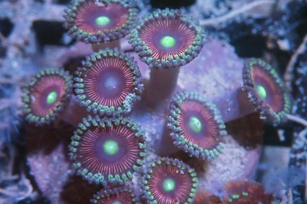 Z16 鈕扣（frag座3.5cm)