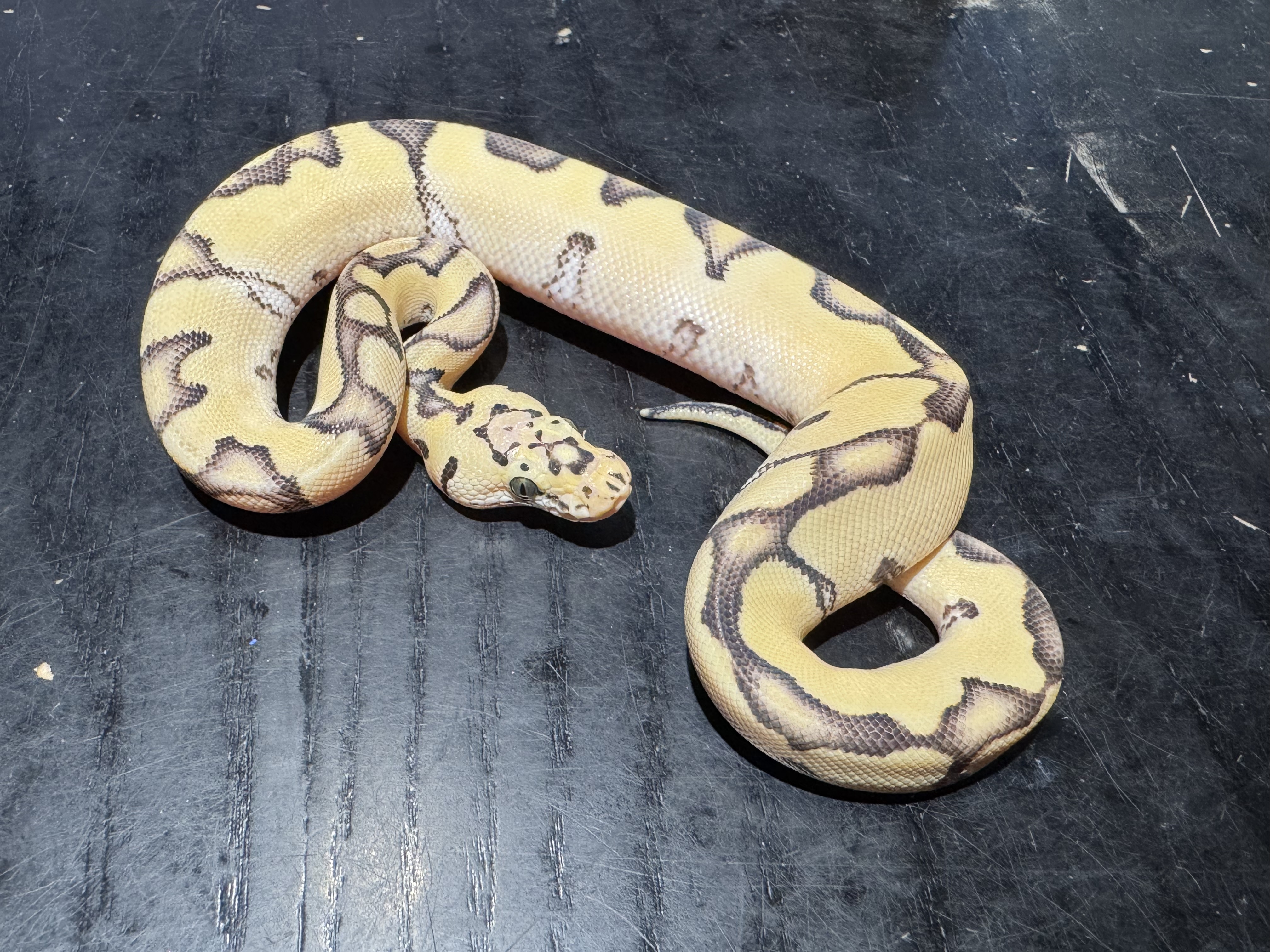 26 Pastel Enchi Desert Ghost Clown 0.1