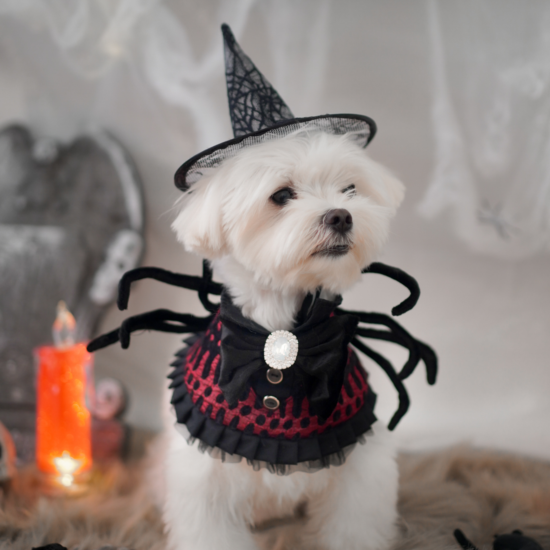 🎃Haunted Castle – Crimson Spider Pet Cape