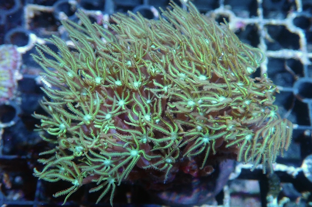 TH3 笙珊瑚 （開大約2.5吋）