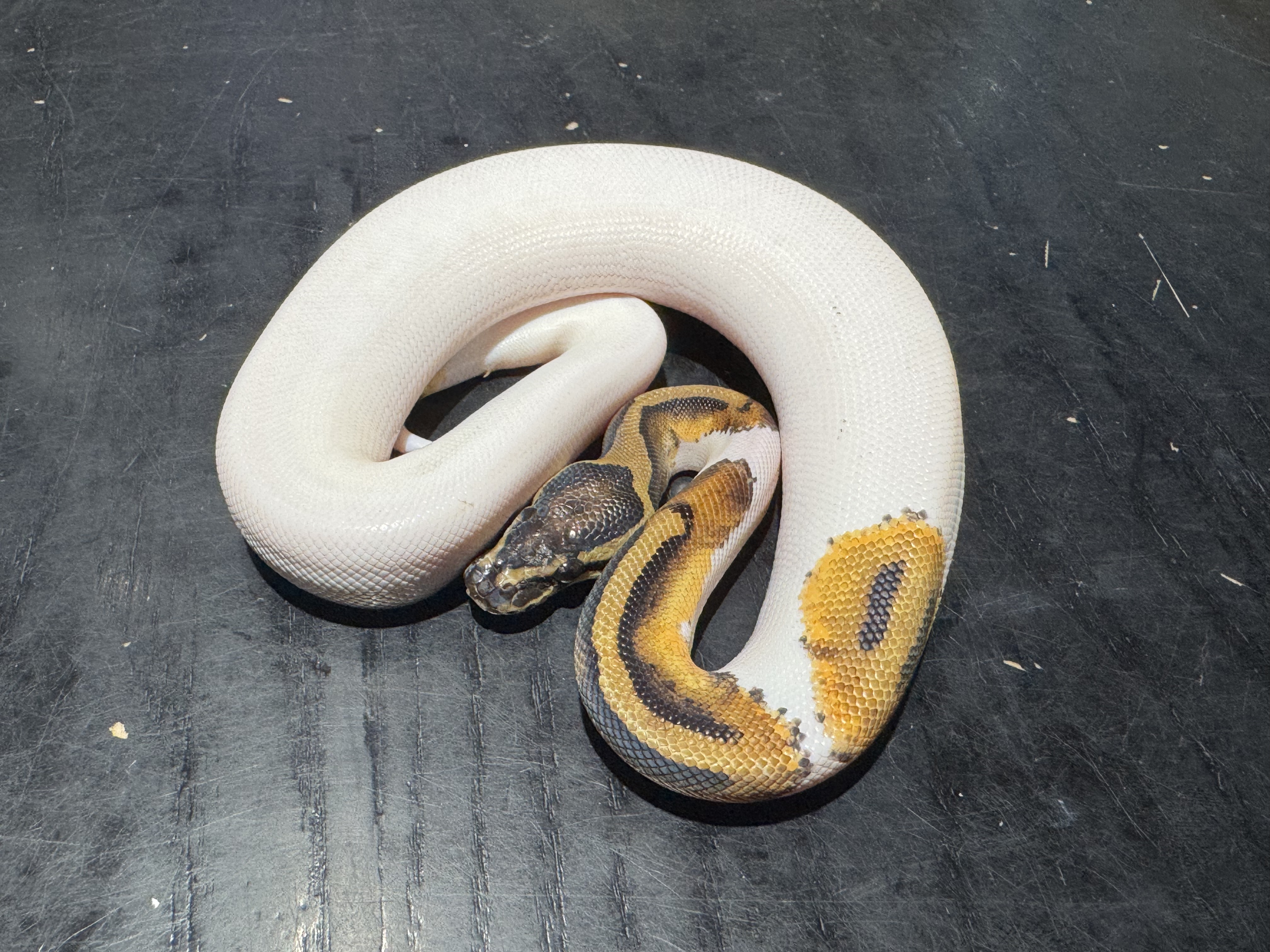 25 Pied 1.0