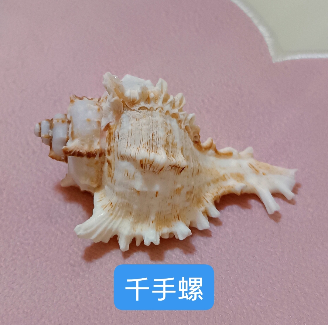 天然真海螺4件套