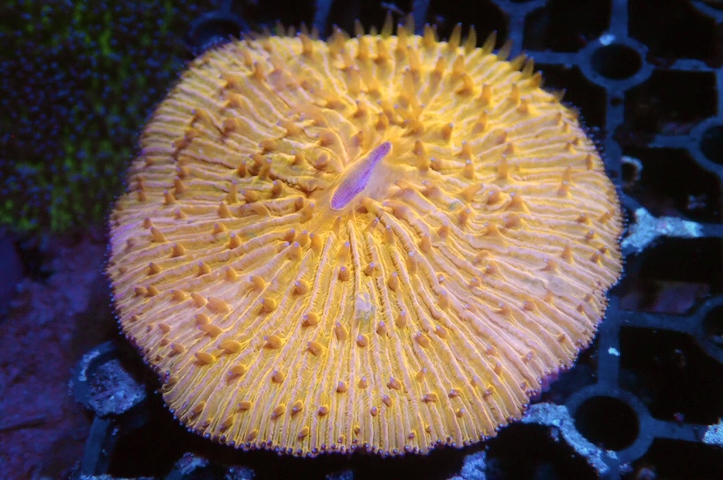 P3 橙飛碟 （開大約2.5吋）