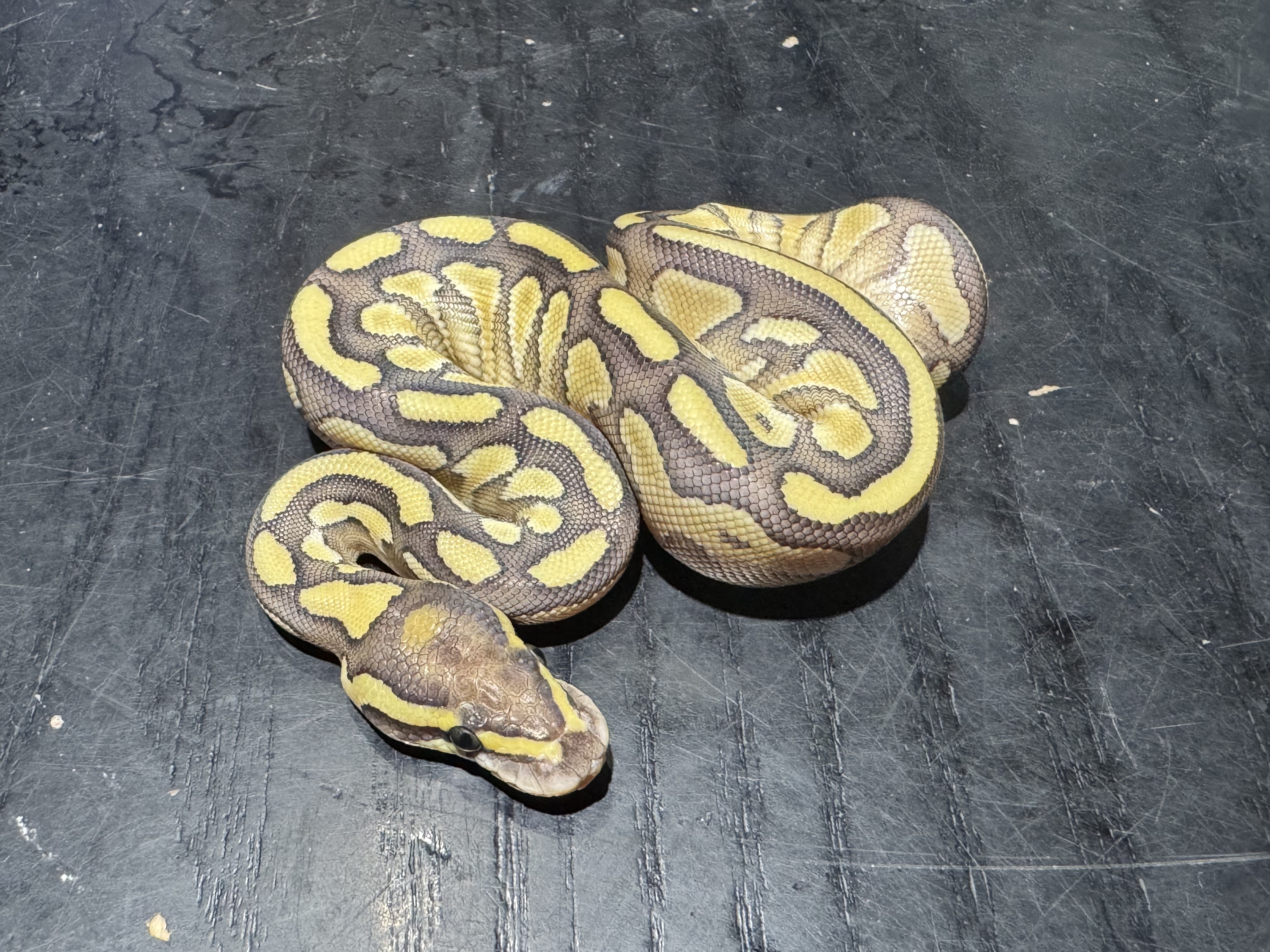 26 Lesser Asphalt or Yellow Belly 0.1