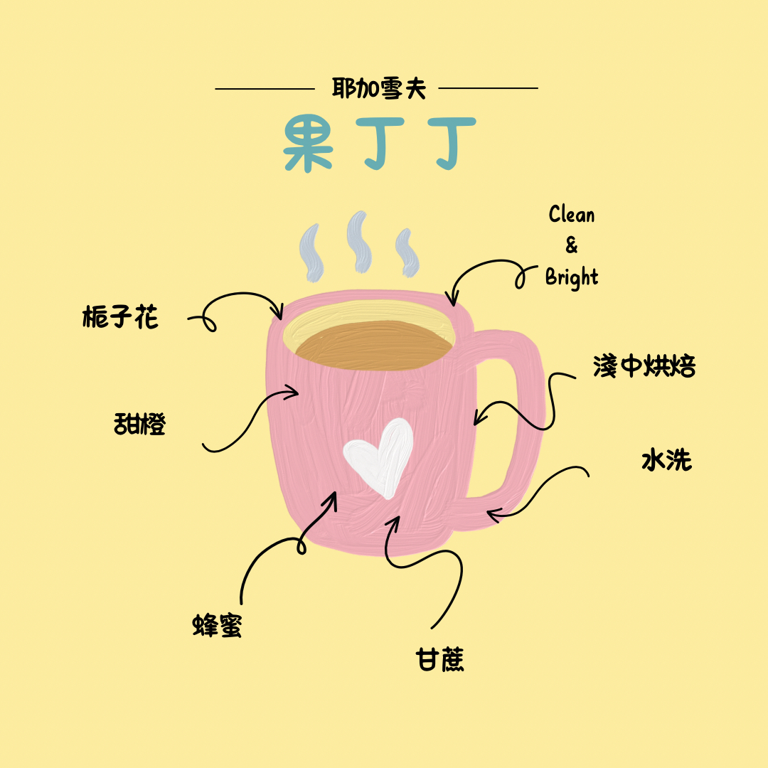 果丁丁-衣索比亞耶加雪夫水洗 淺中烘焙