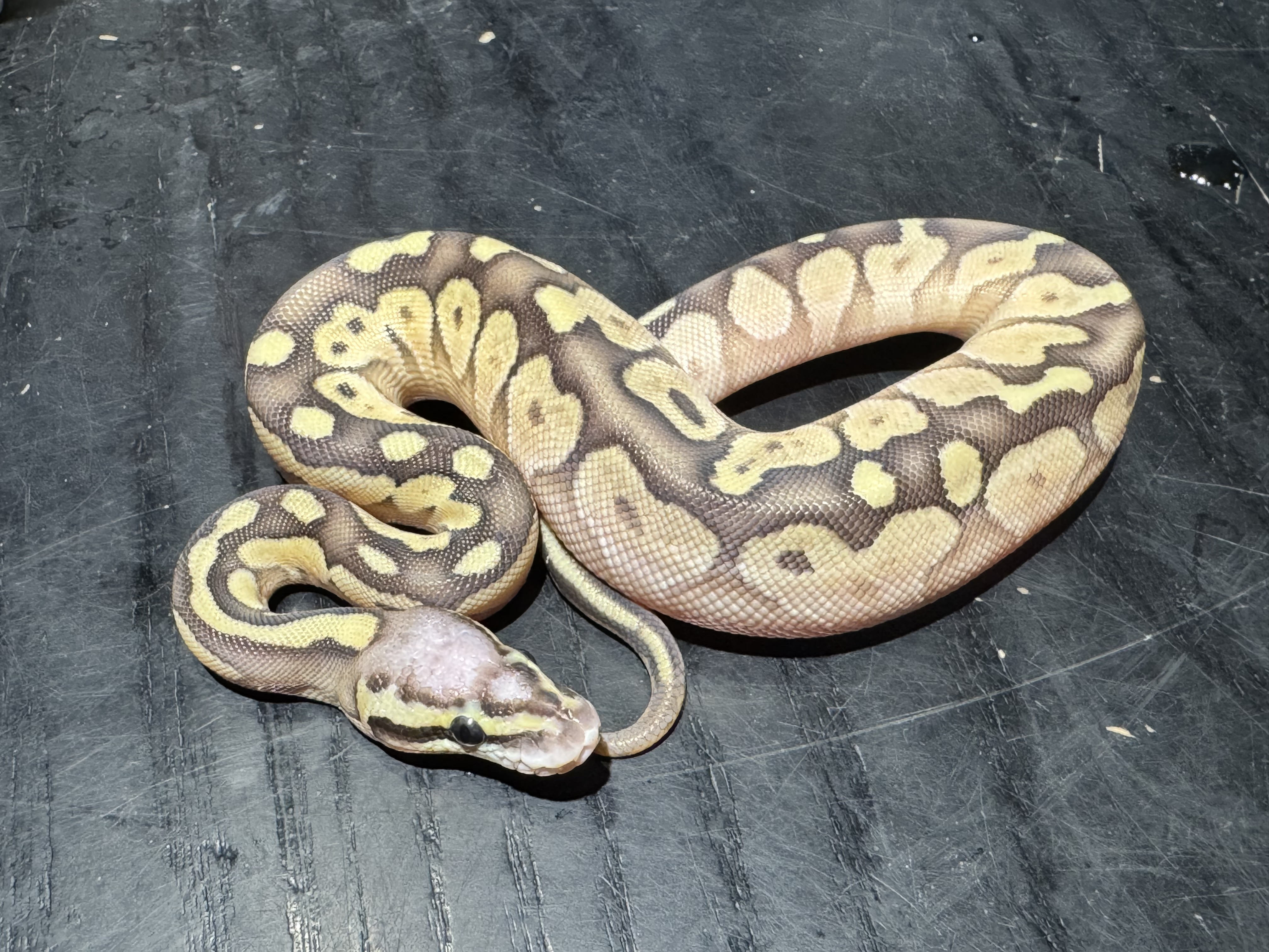 26 Pastel Lesser  Scaleless Head 1.0