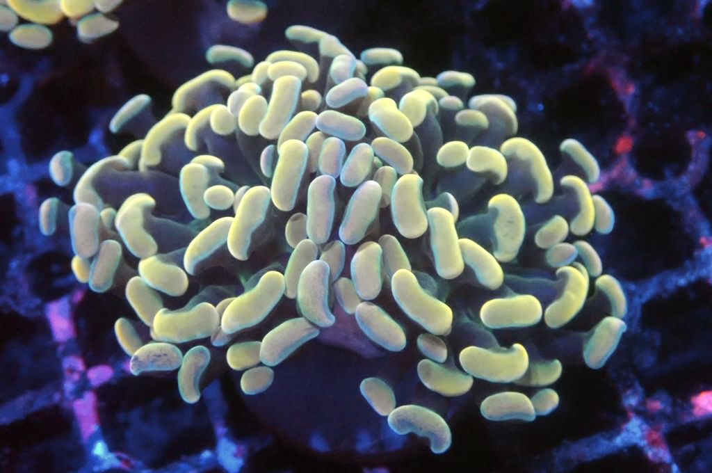 H21 金豬腰（開大約2.5吋）