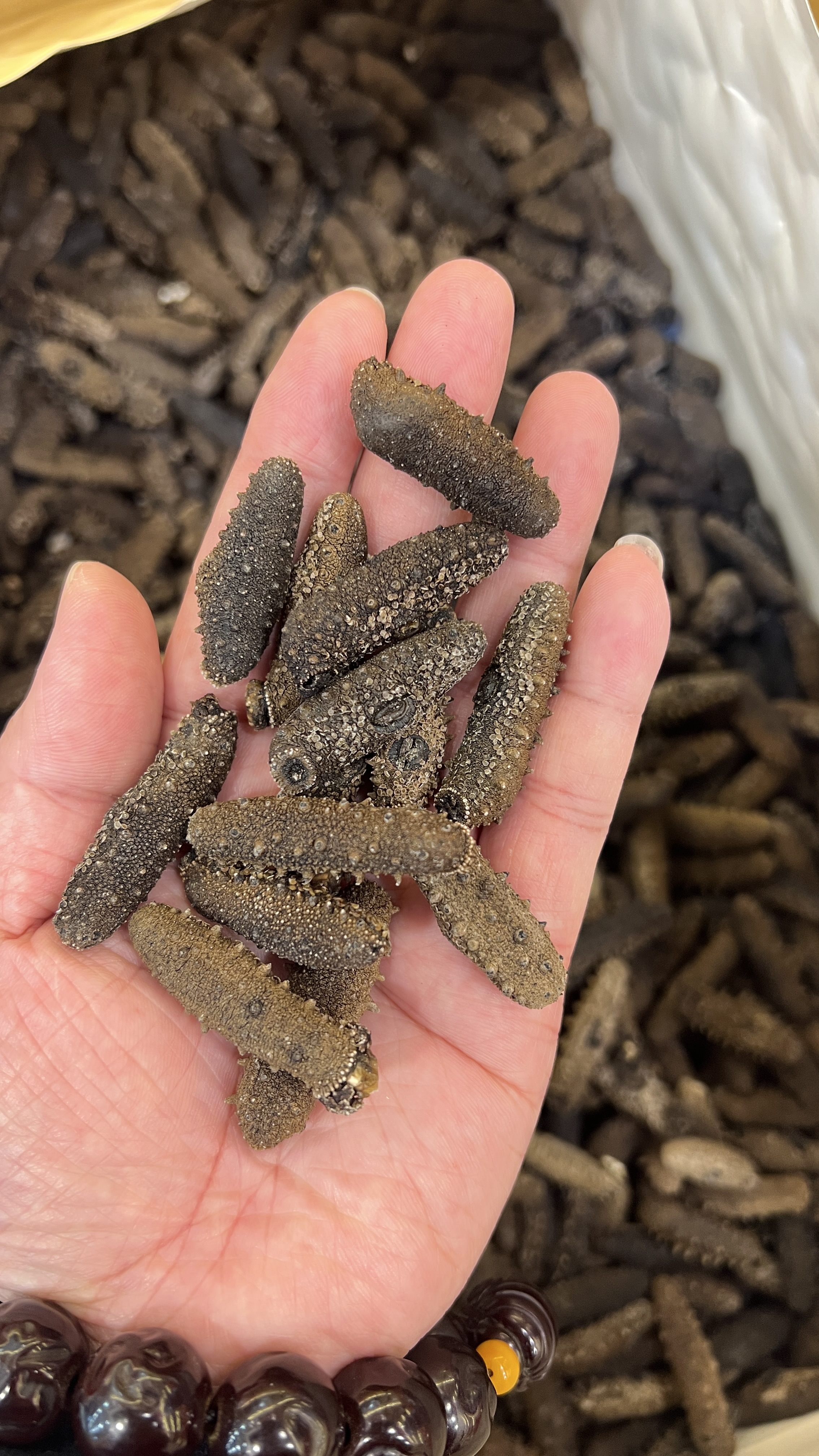 日本野生關西刺參200條size