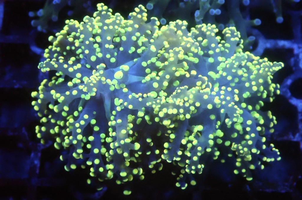 F2 啫喱 （開大約2.5吋）