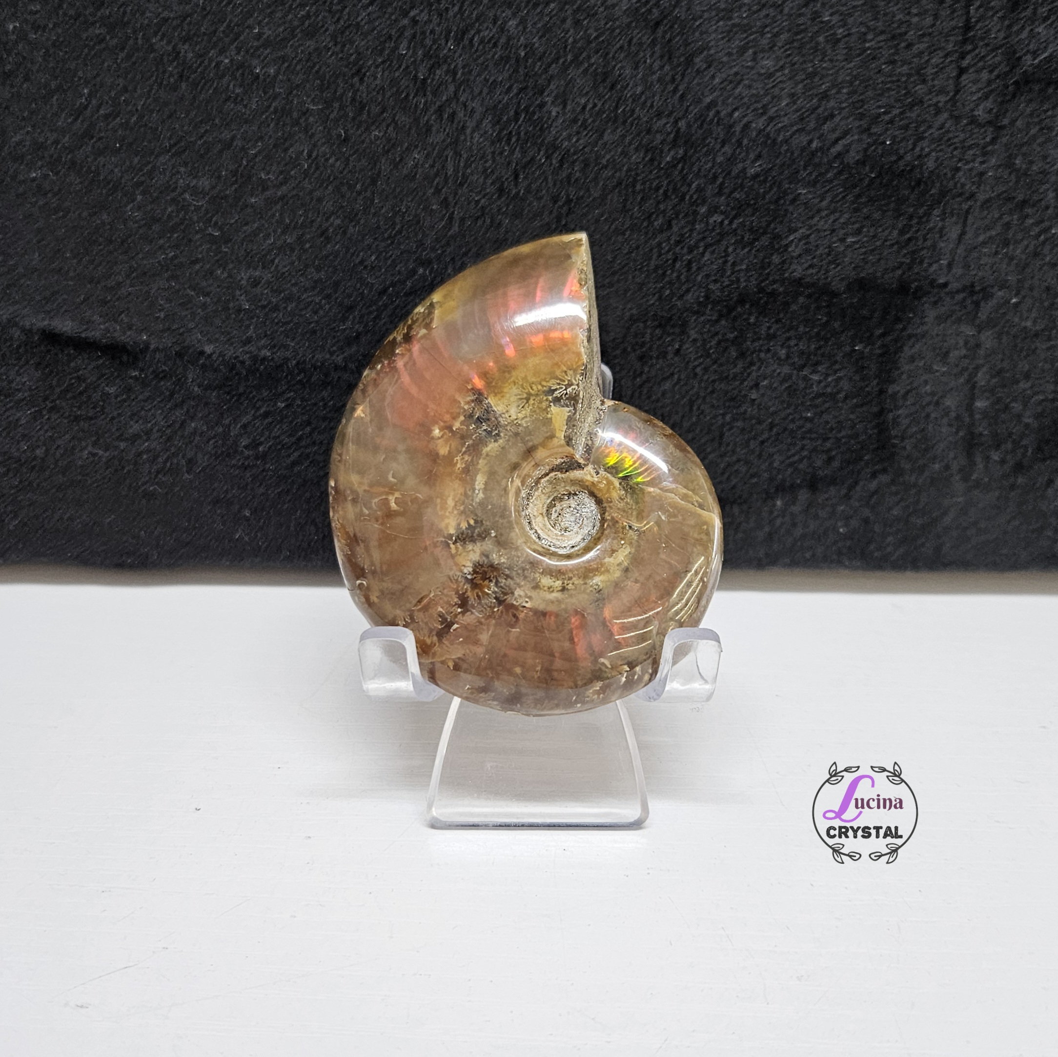 (Co#J332) 斑彩螺/Ammonite
