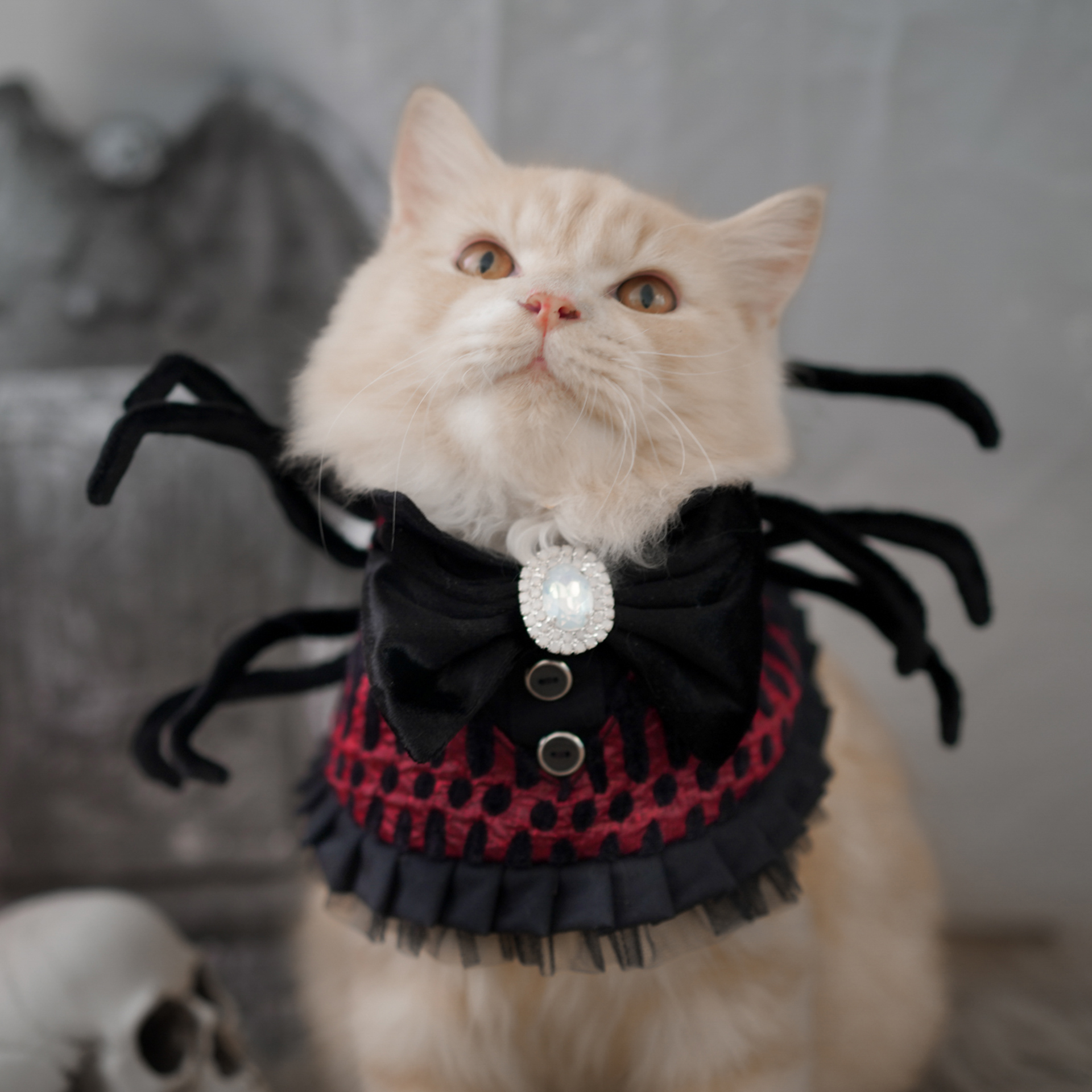 🎃Haunted Castle – Crimson Spider Pet Cape