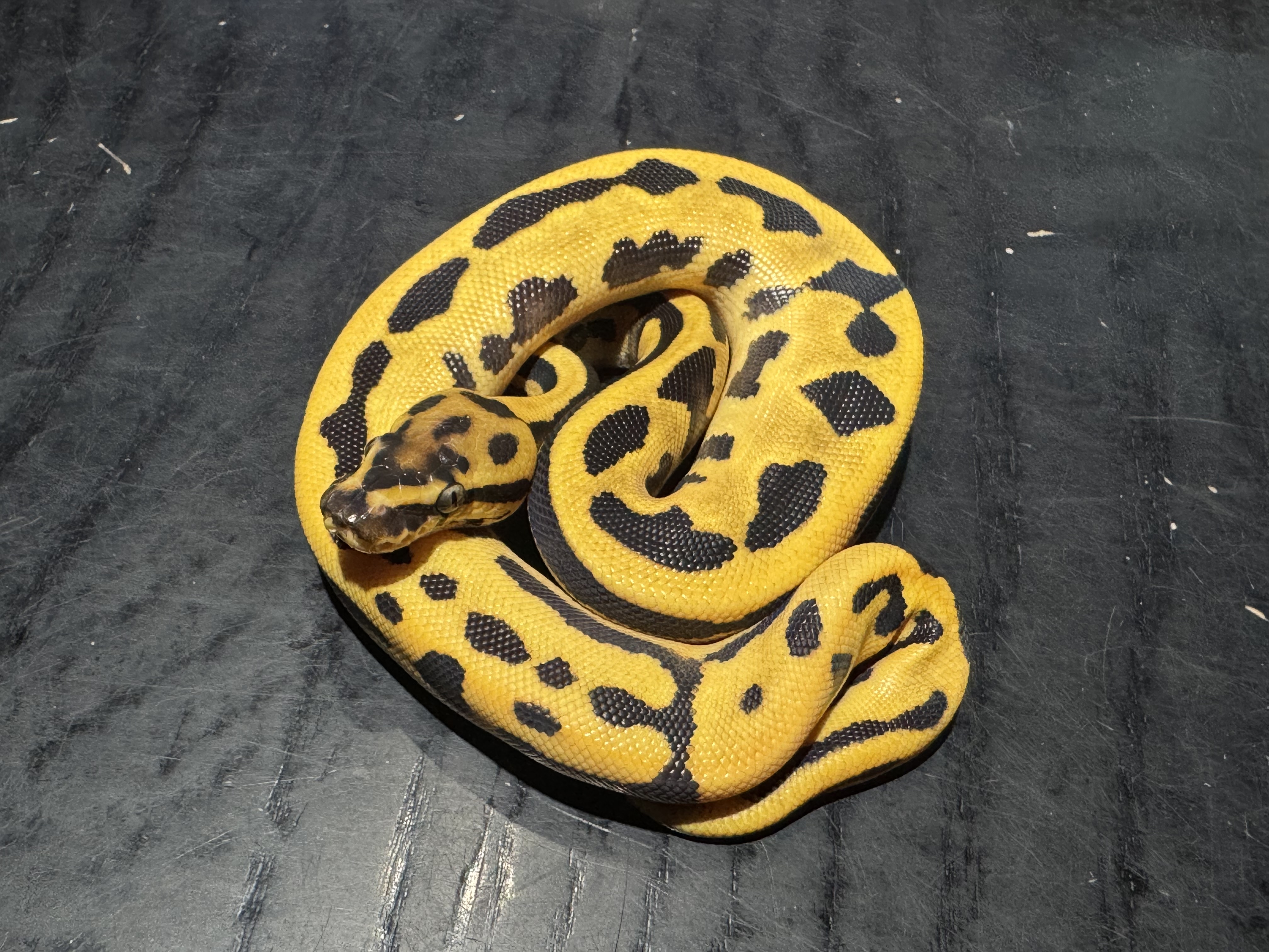 26 Leopard Super Orange Dream 0.1