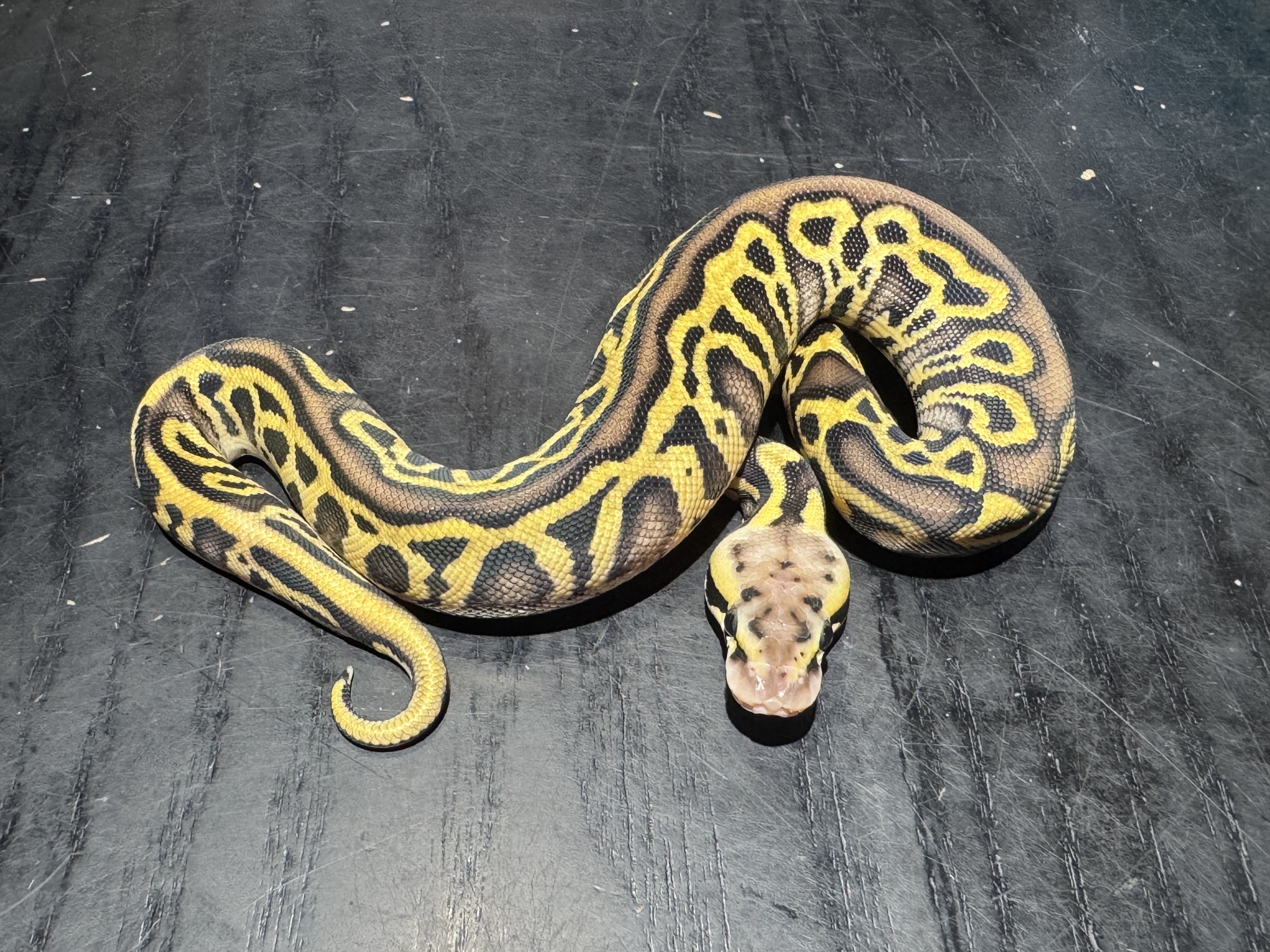 26 Pastel Leopard Asphalt or Yellow Belly 0.1