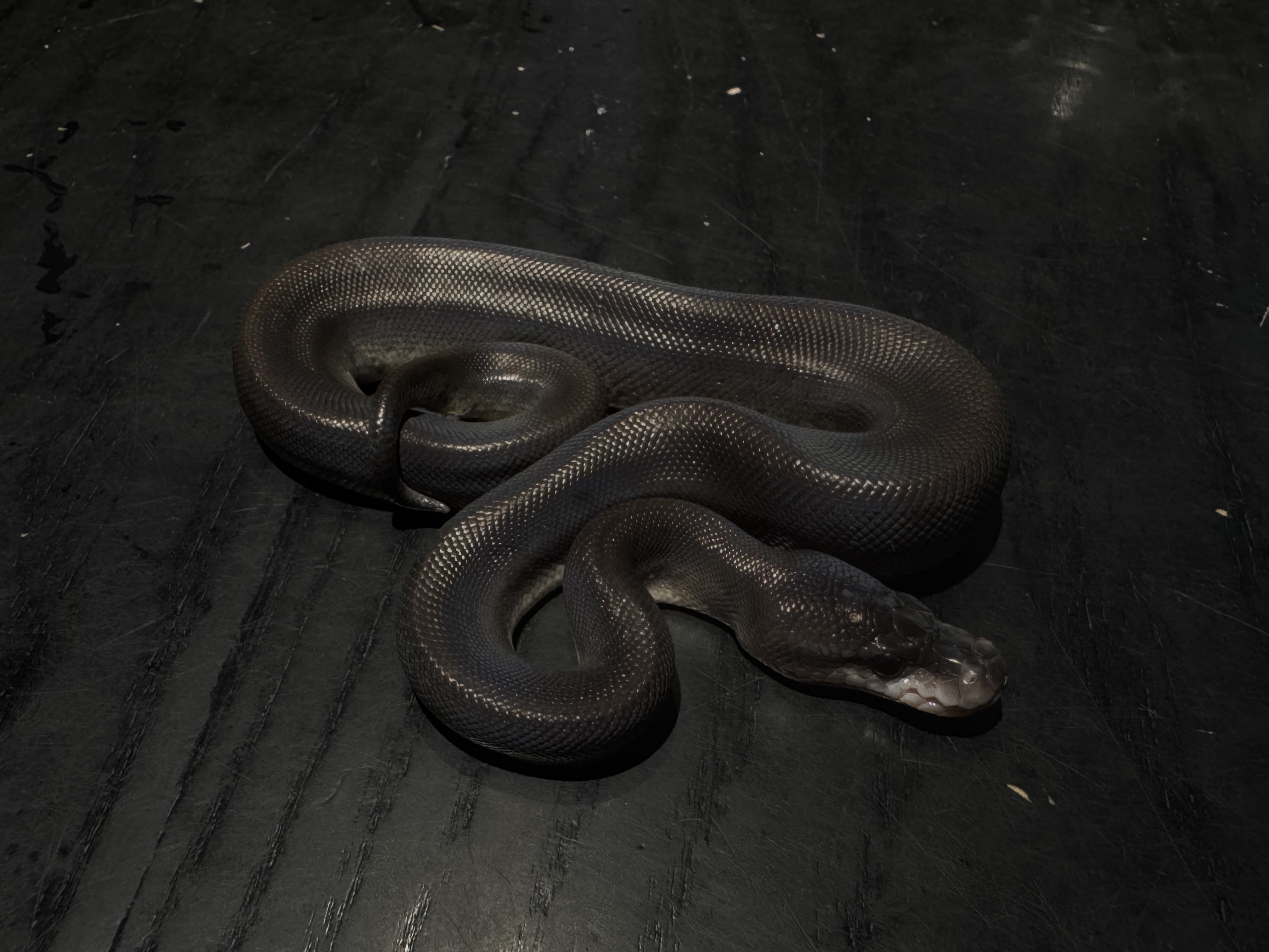 26 Super Cinnamon het Genetic Steipe 1.0